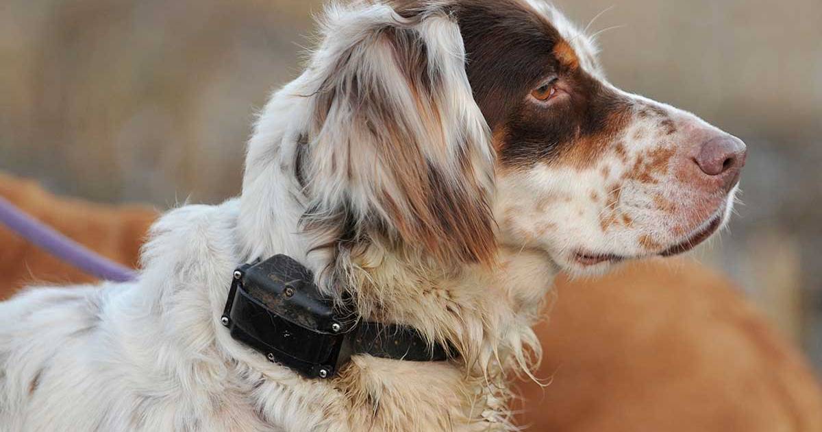 glans Etna blauwe vinvis Blauwe Kruis dient jagers van antwoord: “Stroomhalsbanden voor honden zijn  pure marteltuigen. Punt.” | Oostende | hln.be