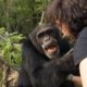 'Eenzaamste chimpansee ter wereld' is door het dolle heen met zijn bezoek