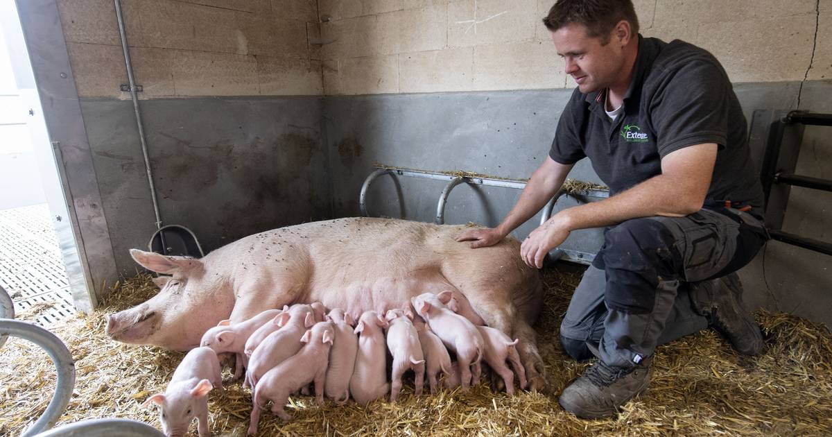 Varken 'nr. 1' werpt de eerste 14 biggetjes in nieuwe biologische varkenshouderij in Bentelo - Tuban
