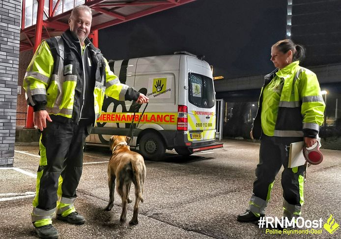 De Dierenambulance heeft zich over de hond ontfermd.