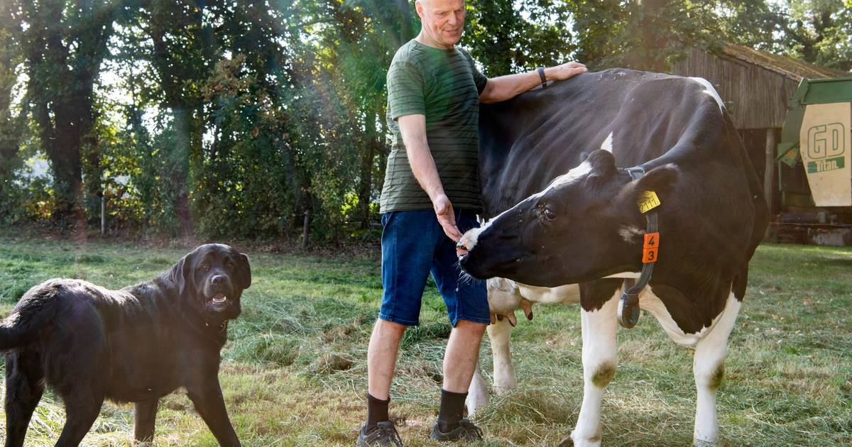 André uit Vasse in actie voor gewonde koe Marijke: 'Dit is wat boer met hart voor dieren doet'