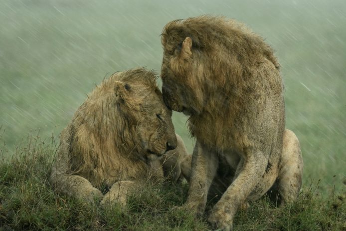 'Shelter from the rain' (Schuilen voor de regen) van Ashleigh McCord, Wildlife Photographer of the Year.