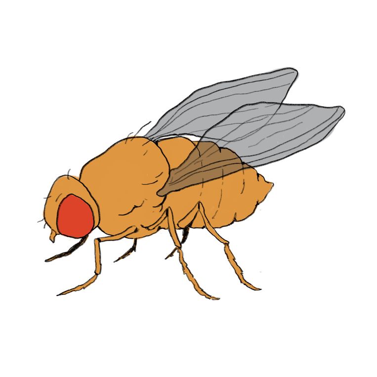 Ineens zijn ze overal fruitvliegjes. Waar