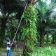 Unilever laat malafide palmolie links liggen
