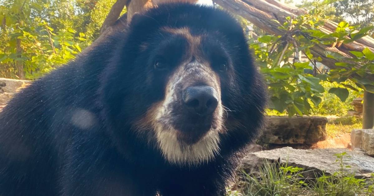 L’orso ribelle Ben fugge di nuovo dallo zoo americano |  al di fuori