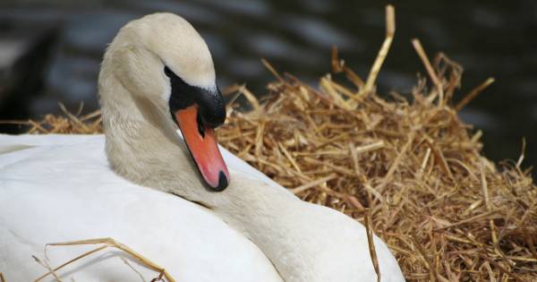 Zwaan op spoor zorgt korte tijd voor vertraging treinverkeer tussen Lage Zwaluwe en Dordrecht - BN D
