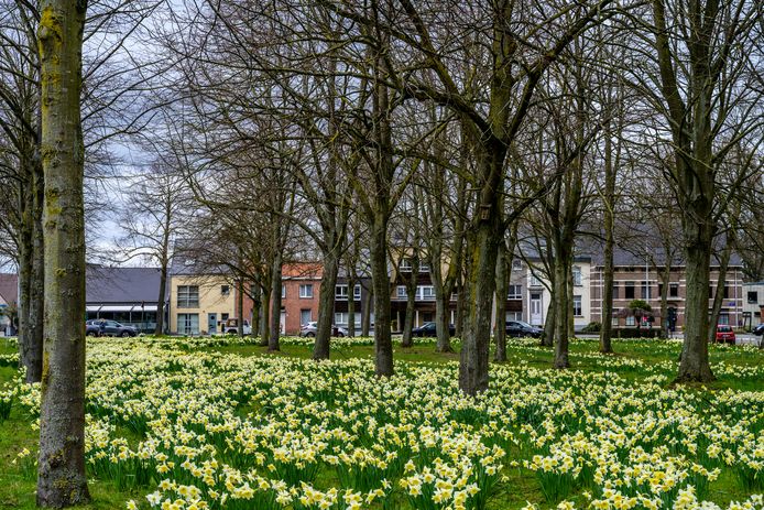 Bloeiende narcissen op Dries blijven dit voorjaar alleen: beeldenexpo pas  in zomervakantie | Buggenhout | hln.be