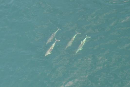 De groep dolfijnen is zeldzaam groot.