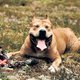 Rechtzaak: 'Hondje Ruby viel niet aan uit agressie'