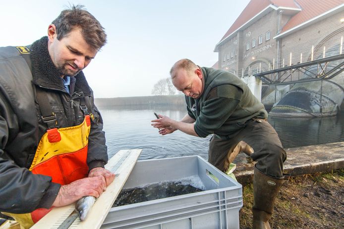 Waterschap schrikt van illegaal weghalen van vissen uit fuik: ‘Het nut ...