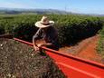 Koffieoogst in Brazilië.