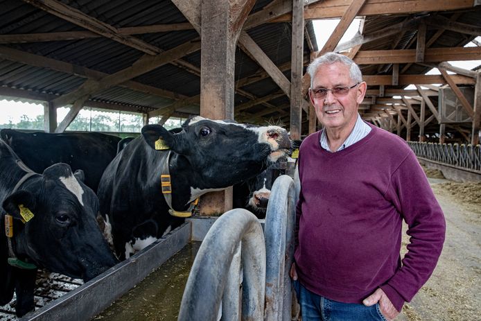 Jan de Kruif bij de koeien op de boerderij in Hooge Mierde.