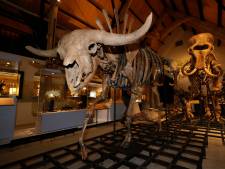 Daar is ‘ie dan: de grote grazer uit de IJstijd is nu te bewonderen in Historyland