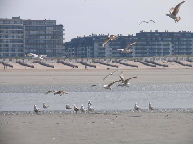 Draag mondmasker en verwittig de juiste mensen: dit moet je doen als je een vogel vindt die mogelijk getroffen is door vogelgriep