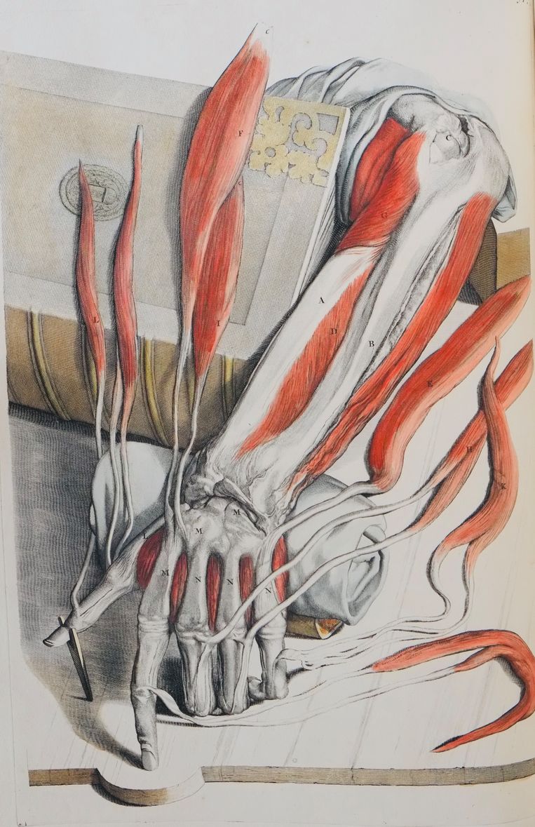 Illustratie uit de anatomische atlas van Govert Bidloo Beeld 