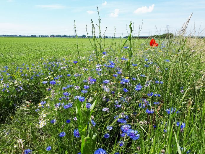 Wildgroei