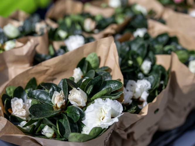 Laakdal verkoopt plantjes ten voordele van mensen met dementie: “Met de winst organiseren we nostalgische dansnamiddag”