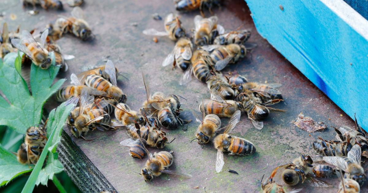 Bee hives cause unnecessary suffering during winter: “Inadequate design causes honey bee deaths” |  Science and the planet