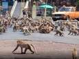 Des milliers de singes s'affrontent dans une guerre tribale en pleine rue