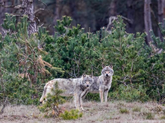 Nieuw onderzoek naar Nederlandse wolven maakt duidelijk: dit zijn échte