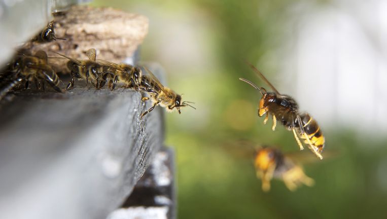 Een hoornaar belaagt een groep bijen. Beeld Science Photo Library