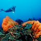 Nieuwe aanvoer van stookolie brengt het koraal op zonnig Bonaire in gevaar