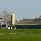 Pluimveesector vreest voor rampjaar na nieuwe uitbraken