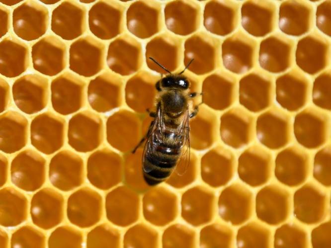 Europese Unie verbiedt pesticide die bijen doodt, België vraagt uitzondering