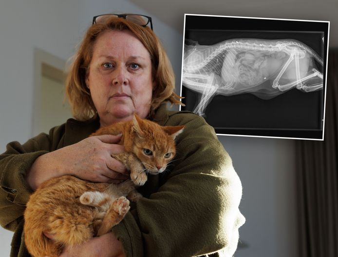 De kat van Hettie Schuring uit IJsselmuiden is afgelopen zondag beschoten, vermoedelijk met een luchtbuks. Sindsdien is Derk niet meer de oude.