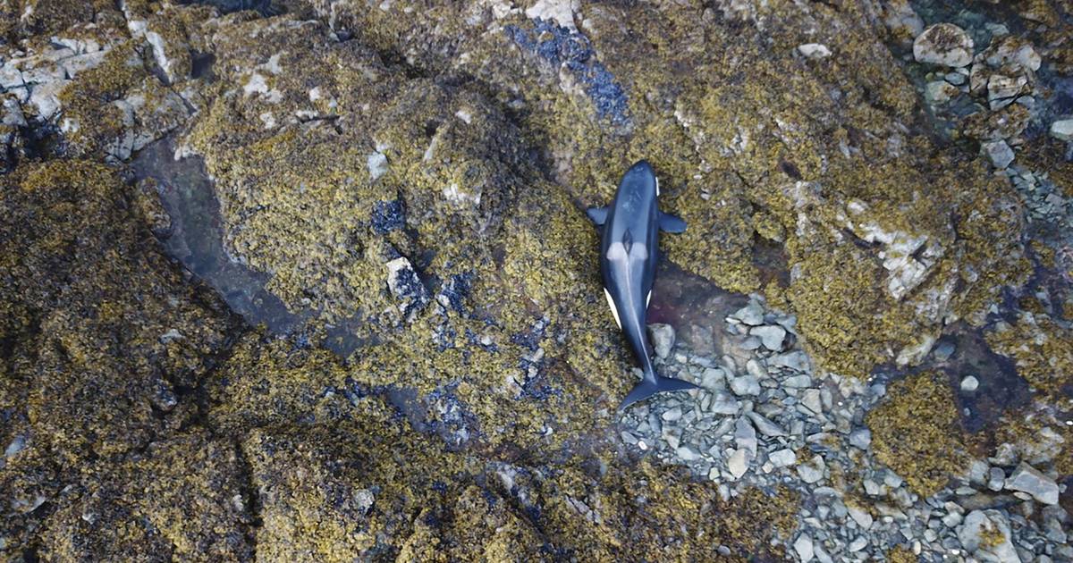 Le orche arenate sopravvivono dopo che le persone hanno versato acqua sugli animali per ore |  gli animali