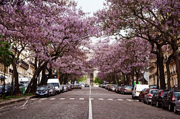 In bloei staande empressbomen aan de Avenue Carnot in Parijs.