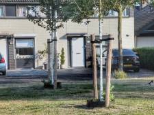 Zonnebrandcrème voor bomen? In Amersfoort bestaat het: ‘Ook bomen hebben last van de zomerstralen’