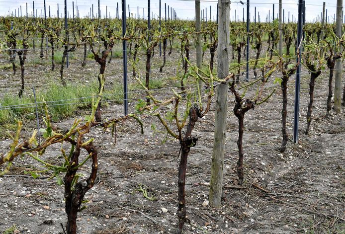 Een beschadigde wijngaard in Cognac