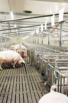 Minister Schouten verslikt zich in stikstofmaatregel: opkopen varkensbedrijven levert veel minder op