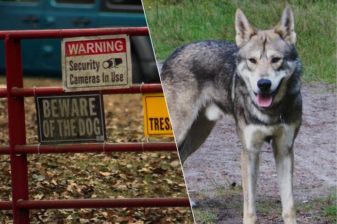 Baby doodgebeten door wolfshond in Alabama