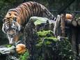 2020-10-27 10:28:59 AMERSFOORT - Een tijger in Dierenpark Amersfoort speelt met een pompoen. De dierentuin organiseerde het verrassingsmaal in het kader van Halloween. ANP PIROSCHA VAN DE WOUW