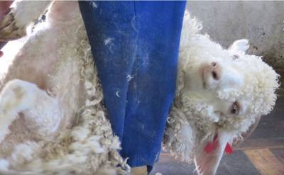 Zara, H&M en Topshop doen mohair in de ban na gruwelmishandeling geiten