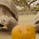 Schildpadden vieren ook Halloween