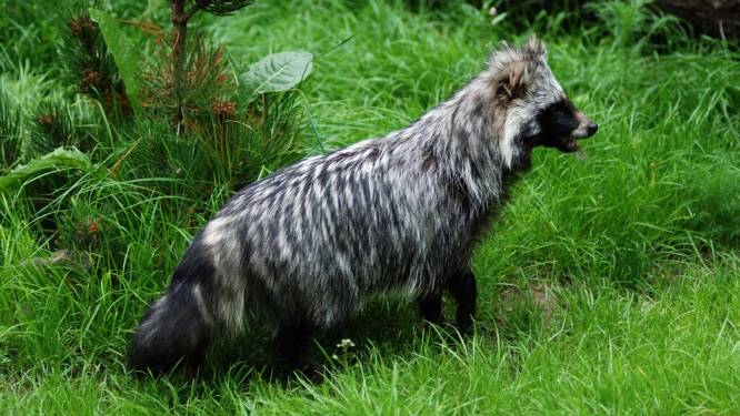 Nieuwe DNA-gegevens linken oorsprong coronavirus aan wasbeerhonden op markt Wuhan