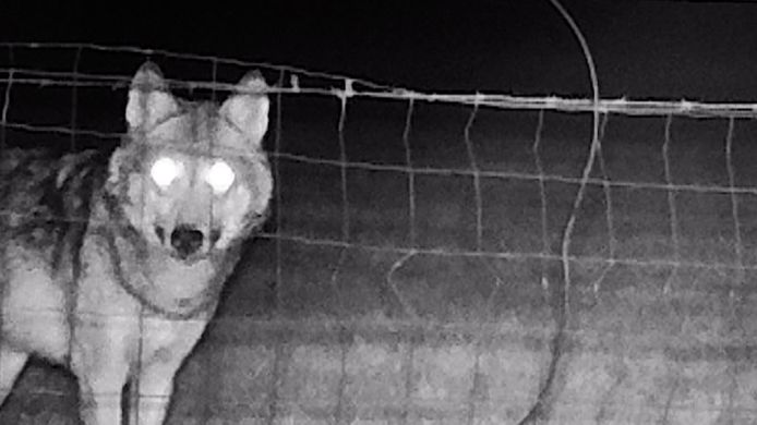 De wolf werd vastgelegd op een nachtcamera in Duffel.