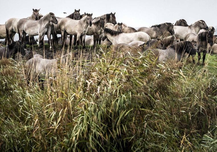 Konikpaarden in de Oostvaardersplassen. Beeld ANP