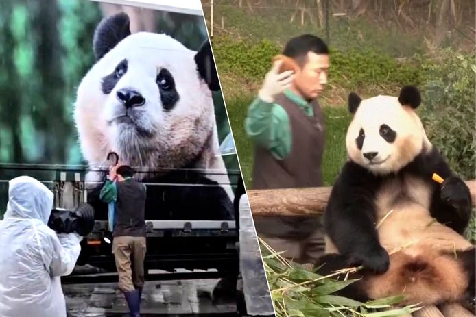 Verzorger neemt emotioneel afscheid van reuzenpanda Fu Bao