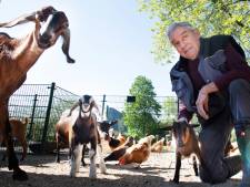 Wie helpt Willem (77) met verzorgen van de beesten bij de dierenweide? ‘Ze komen altijd direct naar me toe’