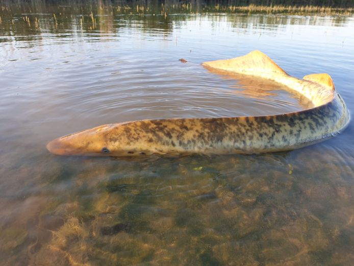 De zeldzame zeeprik. Thomas van der Es zag het dier woensdagavond in het Nederlandse natuurgebied de Biesbosch zwemmen.