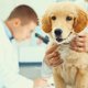 Acupunctuur bij honden: deze dierenarts vertelt waarom dat zo goed is