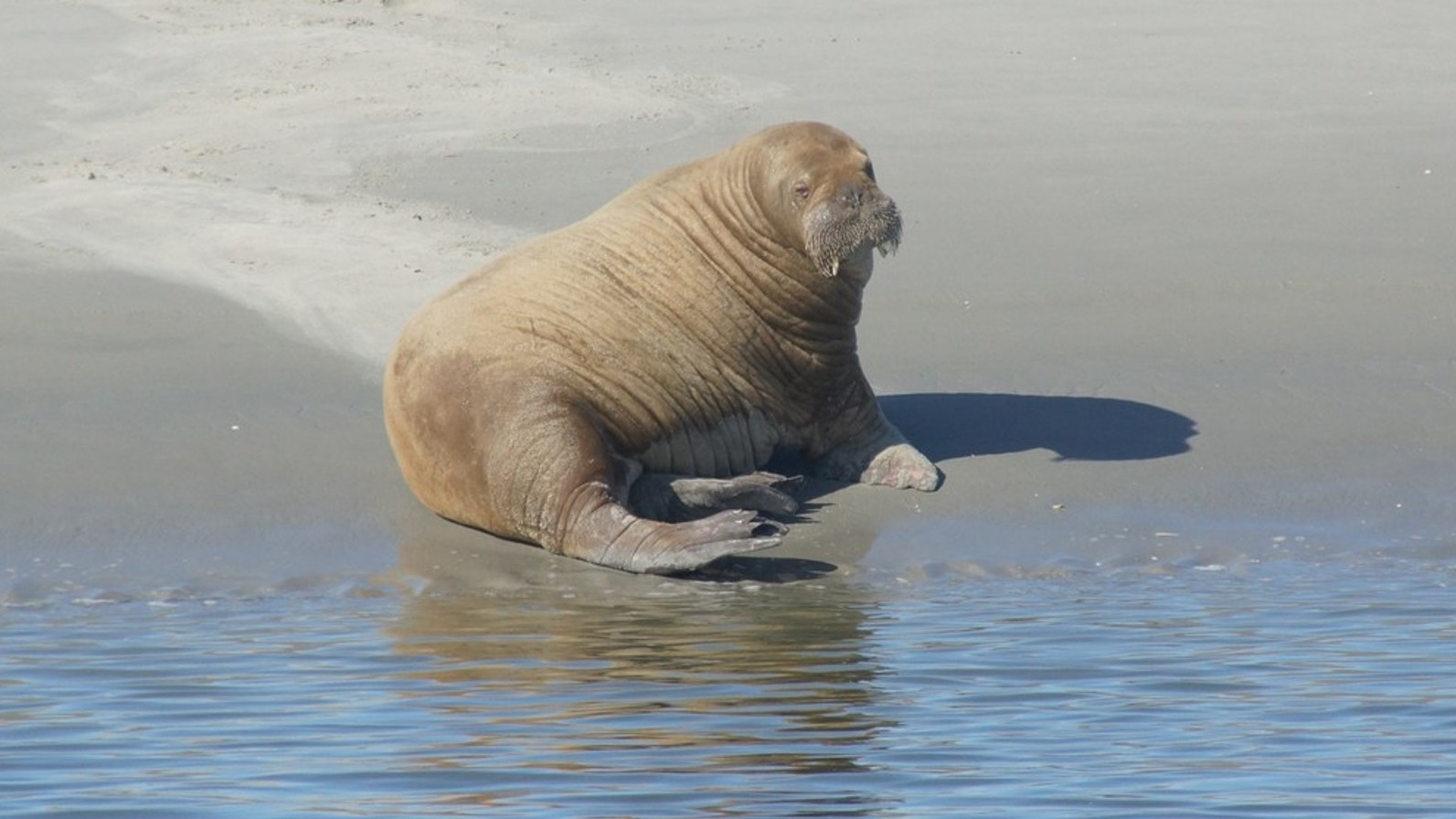 De walrus die eerder al gespot werd op Schiermonnikoog is weer vertrokken uit Harlingen. Door de noorderstroom hopen dierenartsen dat het beest teruggaat naar waar ze thuishoort: de Noordpool.