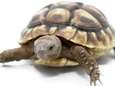 Man met 5.520 schildpadden betrapt in busje