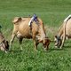En de koe, ze boerde niet meer voort: wetenschappers zoeken oplossing voor methaanuitstoot