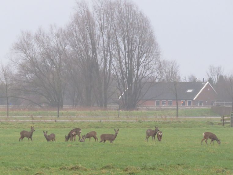 Twaalf viervoeters, als gazellen op de savanne - Trouw
