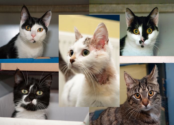 De katten werden in twee mandjes achtergelaten in Arkel.